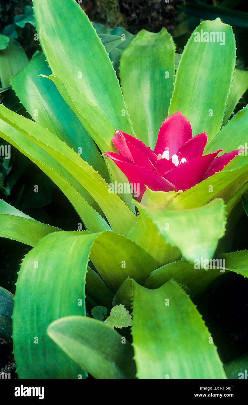 Guzmania lingulata with white flowers surrounded by green and bright red bracts in summer Stock Photo