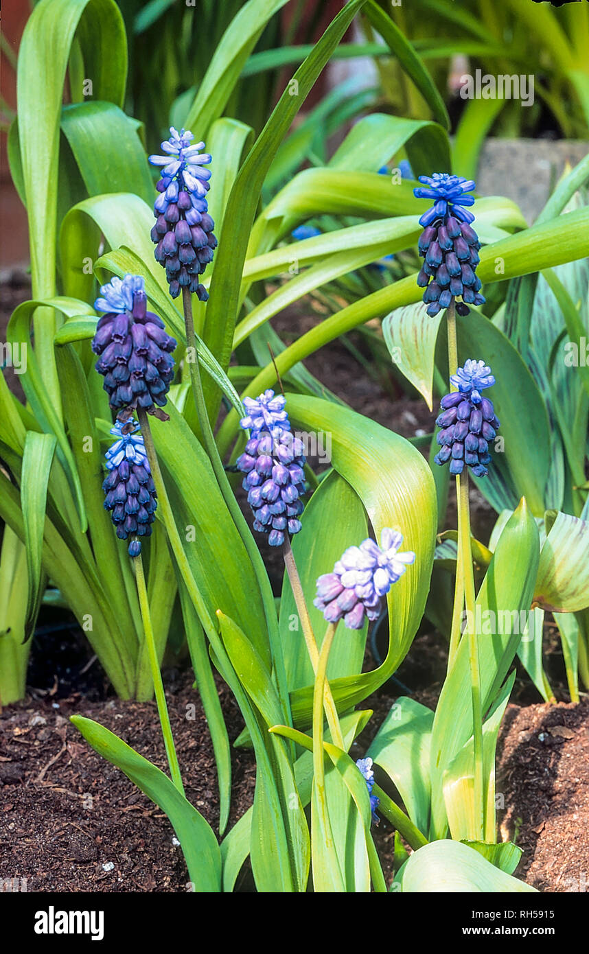 Muscari latifolium a bulbous perennial in flower in spring with dark blue racemes  Grow in full sun in rock garedns  Also called Grape hyacinth Stock Photo