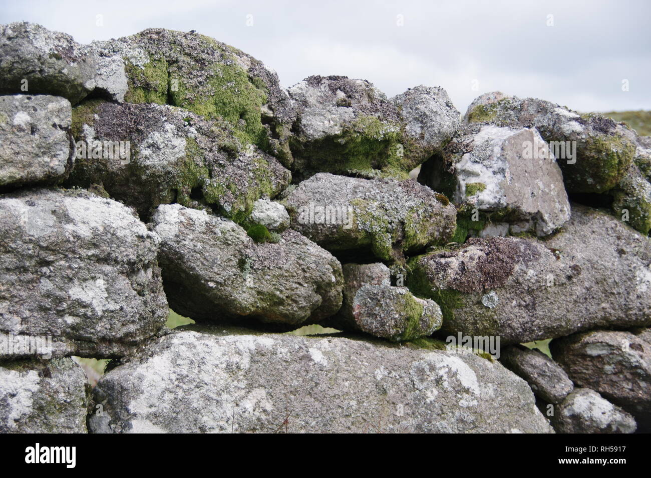 Close Up of a lichen Mottled Drystone Wall. Dartmoor National Park, Devon, UK. Stock Photo