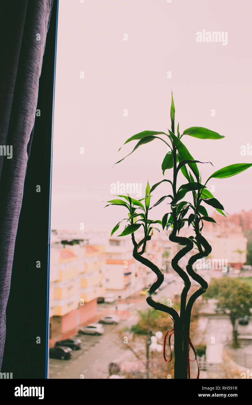 Dracaena braunii. Green lucky bamboo against the window. Stock Photo