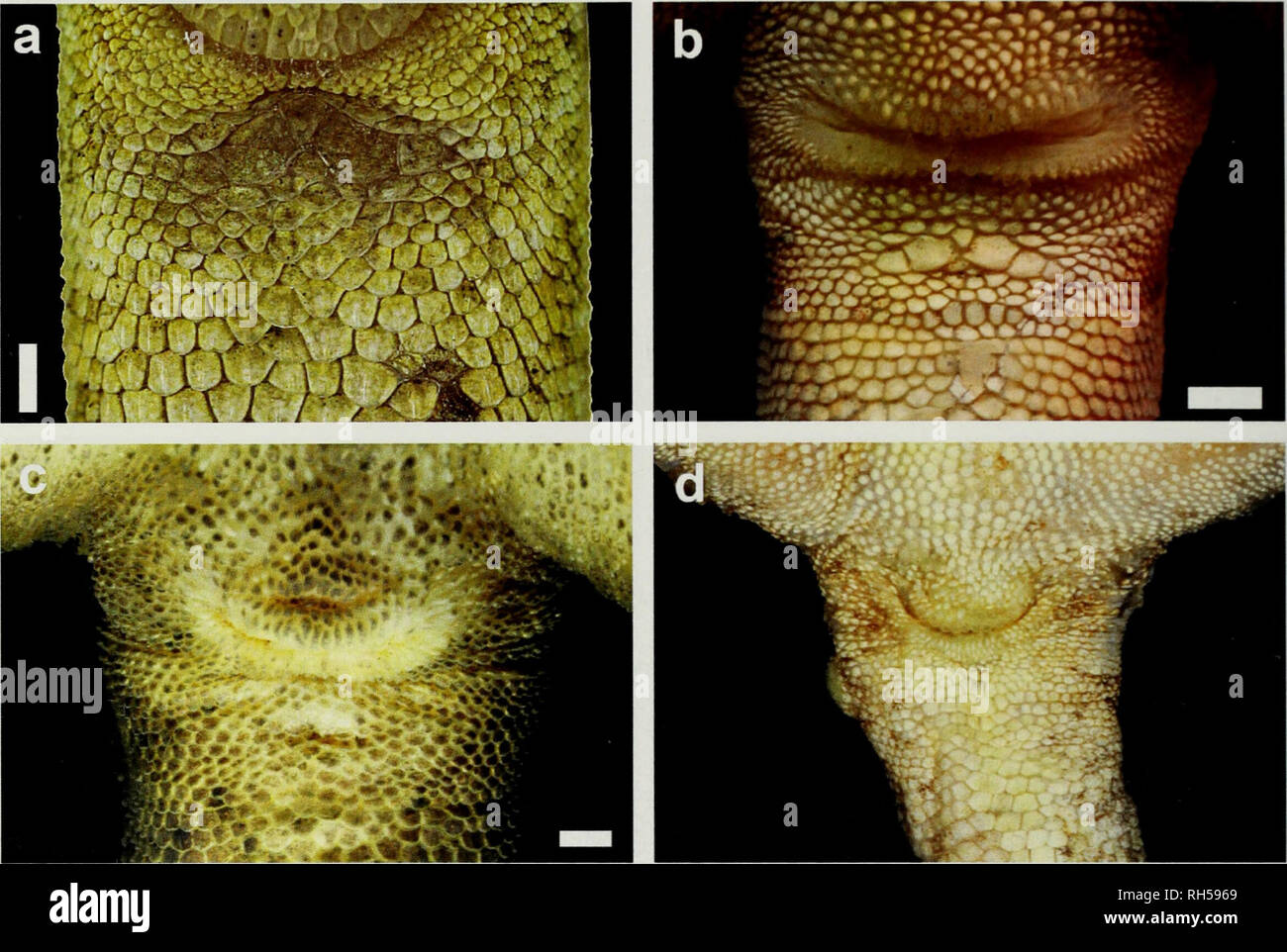 Breviora. Zoology; Paleontology. 8 BREVIORA No. 537. Figure 5. Anolis  macrinii: cloacal scalation in, a, SMF 96387; b, IBH 26580; c, SMF 96207;  d, MCZ R-46202. Scale bars = 1 mm. (