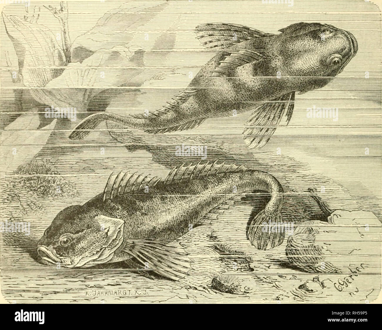 . Brehms Tierleben; allgemeine kunde des thierreichs. Mit 1910 abbildungen im text, 11 karten und 180 tafeln in farbendruck und holzschnitt.. Zoology; Animal behavior; Zoologia Geral. 128 Srfte rrbmtiu-;: Starfielf[offer; ndjtimtjiTinnjii^fte Ja'&quot;'^'*^: Piroppen. 9iiicfonf(ofye jälilt man 6—9, in ber smcitcn 15—18, in bcr 23rii[tf(o[[c 13—14, in ber a3and)floi)e 1 nnb 4, in bcr 5lfterf(of)e 12—13, in ber Sdjiuansfloffe 13 Straljlen. ^k ©roppe beinobnt nüe Süfeöemnjler 3)^110^ nnb Diorbenropay nnb tritt mit 3lu§= nafnnc einseincr 3.^ädjc faft iibcrafl in 3}tcnöe anf, ftcigt and) im ©cMrcje Stock Photo