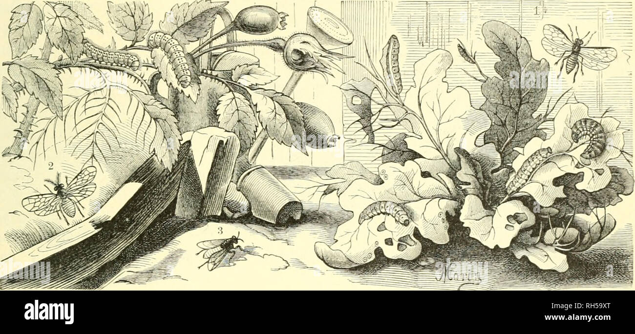 . Brehms Tierleben; allgemeine kunde des thierreichs. Mit 1910 abbildungen im text, 11 karten und 180 tafeln in farbendruck und holzschnitt.. Zoology; Animal behavior; Zoologia Geral. ©t^raarje Äirfc^blattroefpe. ^f[aumen = SägetDefpe. Jlüben^SIattiüefpe. 359 nur nnnä[)ernb berer 511 gebenfen, roeldie aU ^^liegen ober Saroen beu Sommer über bem aufmerffameit 9taturfreunbe in auffäUiger ^ffieife begetjnen. S)ie 3ftü&amp;en-SIattn)efpe (Athalia spinarum) tüirb burd^ it)re Saroe, befonber^ au5 ber jroeiten 33rut, für hen Sanbroirt mitunter ^ur ^(age, inbem fie bie Slälter ber ©tecfrüben imb ber j Stock Photo