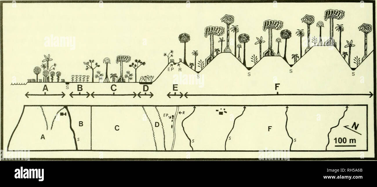 . Breviora. BREVIORA No. 514. Figure 3. Map (bottom, approximately to scale), and diagrammatic cross section (top) showing relief and habitat distribution within the CSA (also see Figs. 1, 2. 4). All 1986-88 period sampling was conducted within this narrow plot and along the margins of the road to a distance of 300 m to the east and west; approximately 70% of 1998-2005 period sampling effort was also conducted within this same small area. Areas A to D form the floodplain of the Rio Napo, area E includes the road (R) and early successional growth and ephemeral ponds (EP) along the road margins Stock Photo