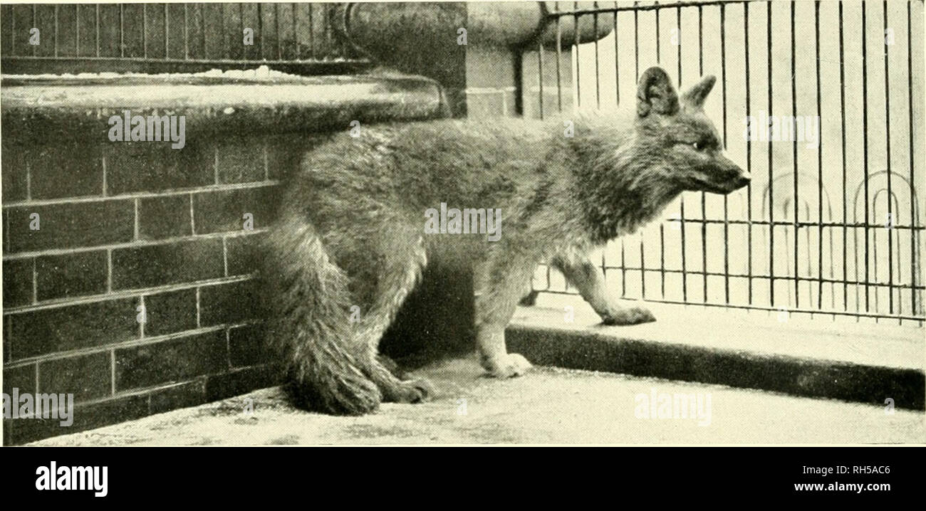 . Brehms Tierleben. Allgemeine kunde des Tierreichs. Zoology; Animal behavior. 1. marderhund, Canis procyonoides Gray. â¢7 nat. Gr., s. S. 287. â P. Kothe-Berlin phot.. 2. fllpcncDÃ¶lf, Cuon alpinus Pall. '12 nat. Gr., s. S. 291. - W. S. BerridKC F.Z.S.-London pliot. â .^^Â»'. Please note that these images are extracted from scanned page images that may have been digitally enhanced for readability - coloration and appearance of these illustrations may not perfectly resemble the original work.. Brehm, Alfred Edmund, 1829-1884; Zur Strassen, Otto L. , 1869-; Heck, Ludwig, 1860-; Hempelmann, Frie Stock Photo