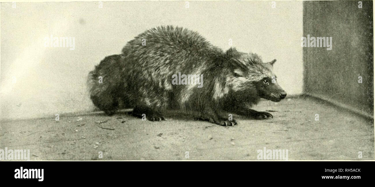 . Brehms Tierleben. Allgemeine kunde des Tierreichs. Zoology; Animal behavior. Raubtiere X.. 1. marderhund, Canis procyonoides Gray. •7 nat. Gr., s. S. 287. — P. Kothe-Berlin phot.. Please note that these images are extracted from scanned page images that may have been digitally enhanced for readability - coloration and appearance of these illustrations may not perfectly resemble the original work.. Brehm, Alfred Edmund, 1829-1884; Zur Strassen, Otto L. , 1869-; Heck, Ludwig, 1860-; Hempelmann, Friedrich, 1878-; Heymons, Richard, 1867-; Werner, Franz, b. 1867; Marshall, William, 1845-; Bibliog Stock Photo