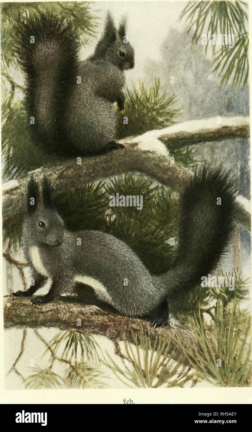 Squirrel gazovie kotli video Squirrel gazovie kotli video