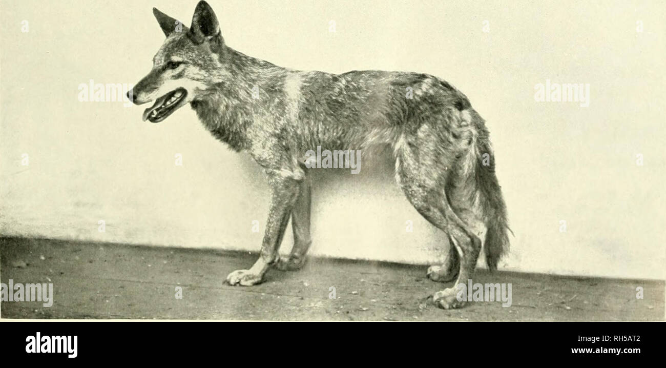 . Brehms Tierleben. Allgemeine kunde des Tierreichs. Zoology; Animal behavior. 2. Polarfuchs, Canis lagnpus L. lUit. (Dr., s. S. 182. — Ik'iiry Irving-Horley pliot.. 3. Wolfsfchakal, Canis lupaster iiltrbg. u nat. Gr., s. S. 21(1. V. Kotlie-Berlin phot.. Please note that these images are extracted from scanned page images that may have been digitally enhanced for readability - coloration and appearance of these illustrations may not perfectly resemble the original work.. Brehm, Alfred Edmund, 1829-1884; Zur Strassen, Otto L. , 1869-; Heck, Ludwig, 1860-; Hempelmann, Friedrich, 1878-; Heymons,  Stock Photo