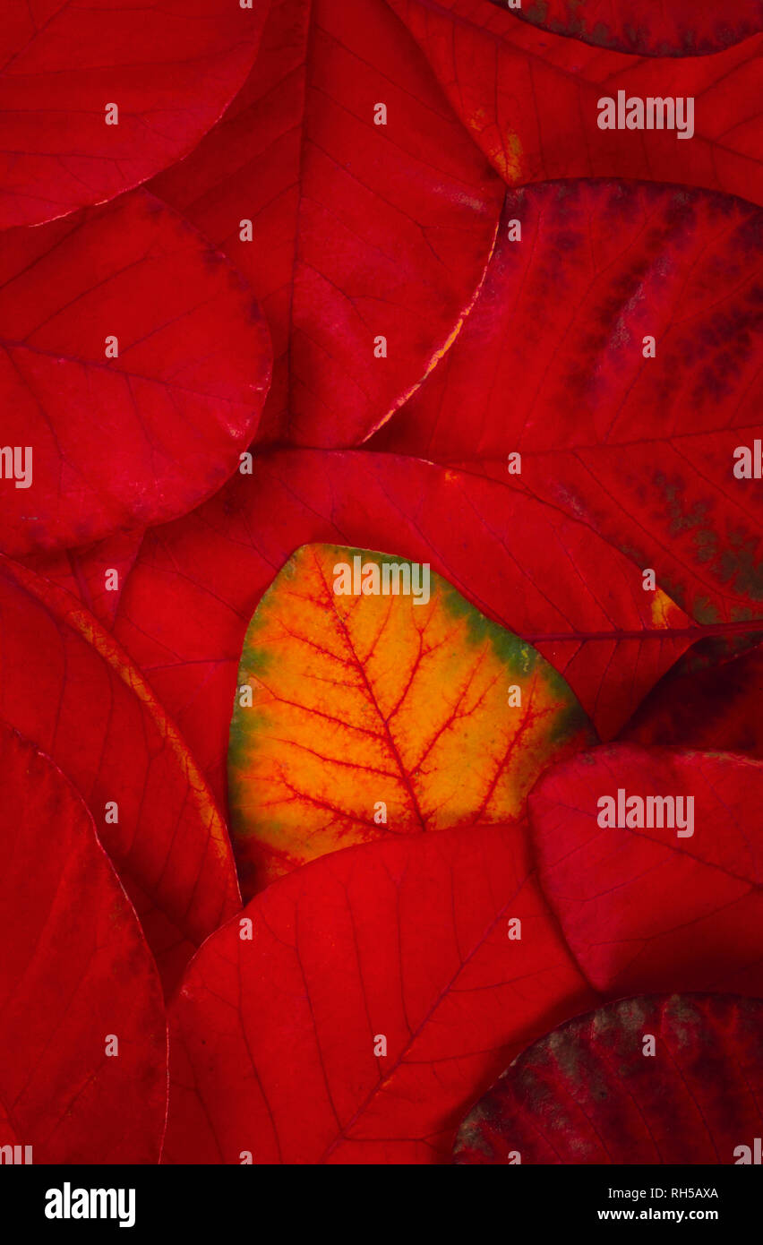 Close up of deep red pattern of Cotinus leaves Stock Photo