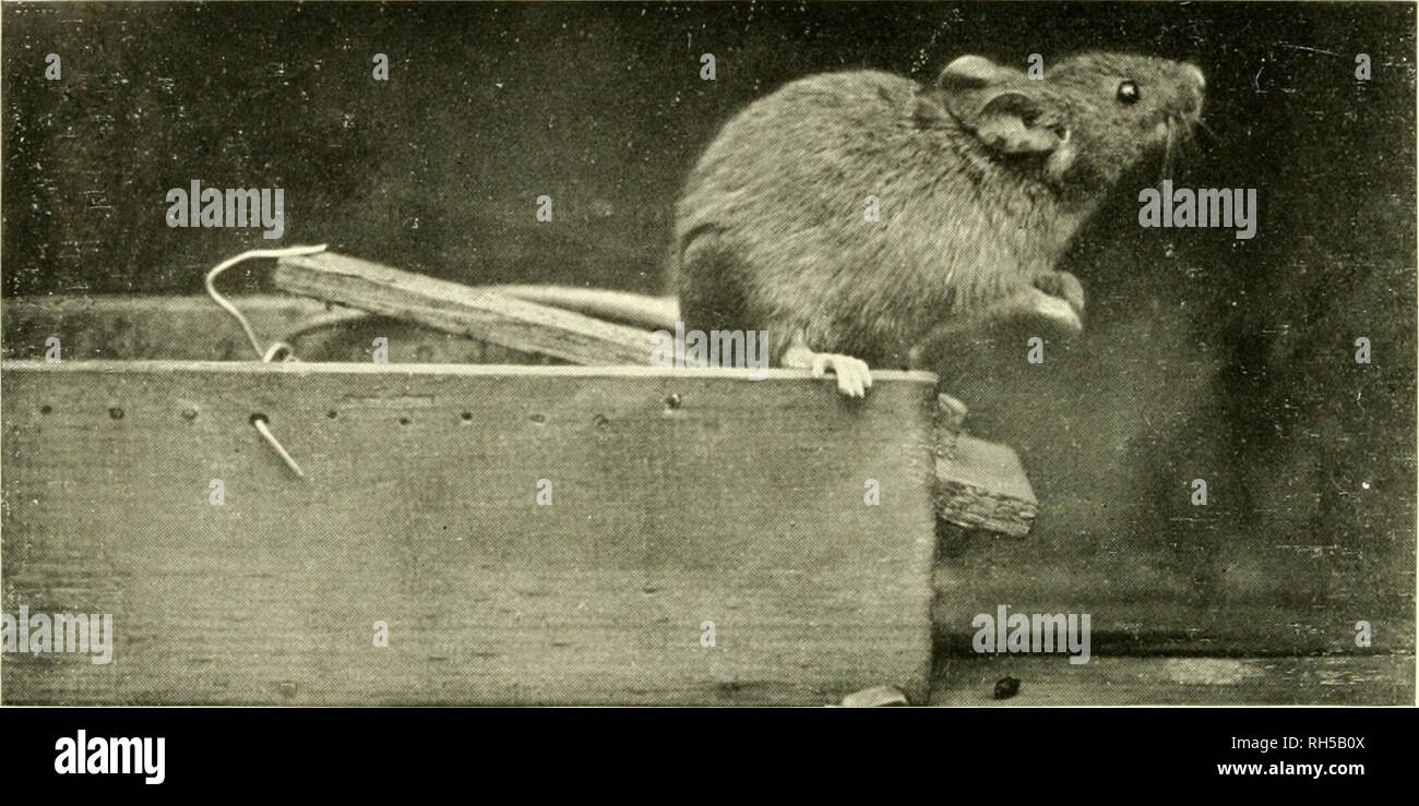 . Brehms Tierleben. Allgemeine kunde des Tierreichs. Zoology; Animal behavior. 4. ßrondmaus, Micromys agrarius Pall. N:it. Gr., s.S. 3.57. — Alice Matzdorff-Berlin pliot.. 5. Hausmaus, Mus musculus L. N.nt. Gr., s. S. 35fi. — Douglas English-Hawley, Dartford, pliot.. Please note that these images are extracted from scanned page images that may have been digitally enhanced for readability - coloration and appearance of these illustrations may not perfectly resemble the original work.. Brehm, Alfred Edmund, 1829-1884; Zur Strassen, Otto L. , 1869-; Heck, Ludwig, 1860-; Hempelmann, Friedrich, 187 Stock Photo