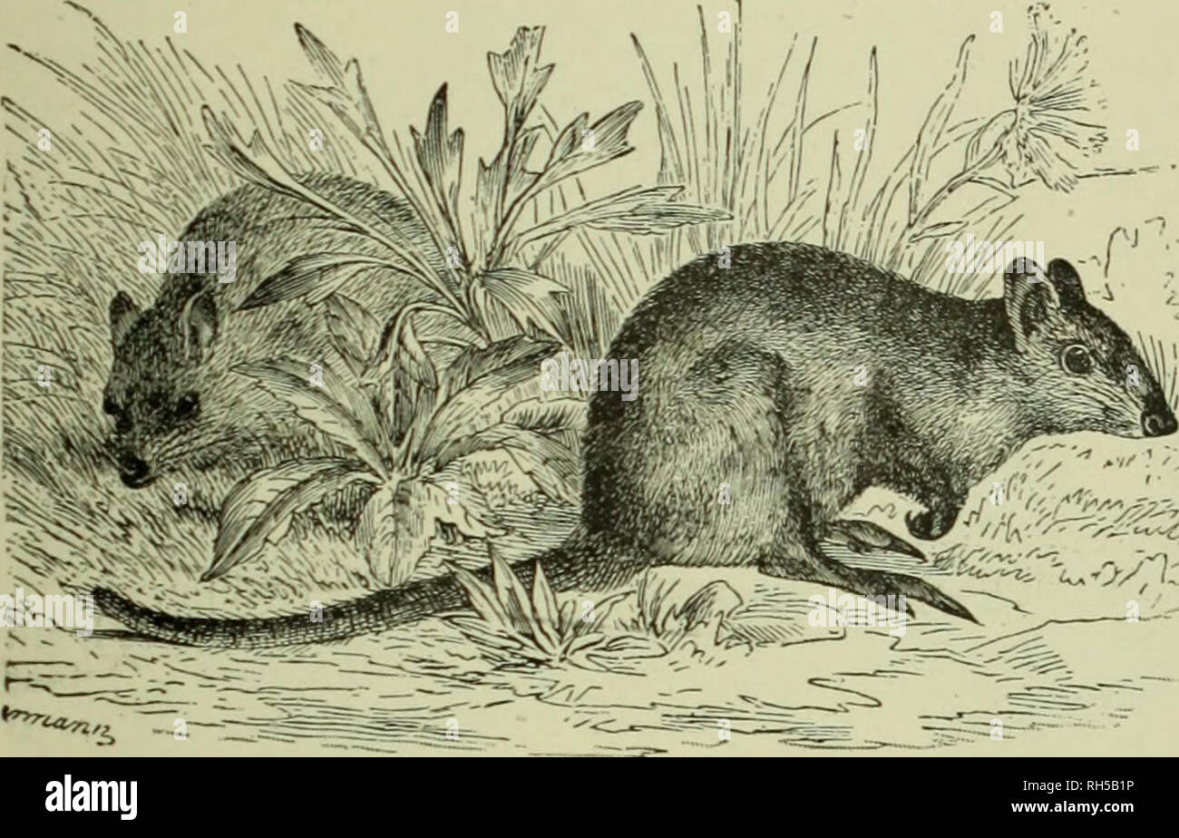 Brehm's Life of animals : a complete natural history for popular home  instruction and for the use of schools. Mammalia. Mammals; Animal behavior.  THE CLIMBING MARSUPIALS. 583 face of the body