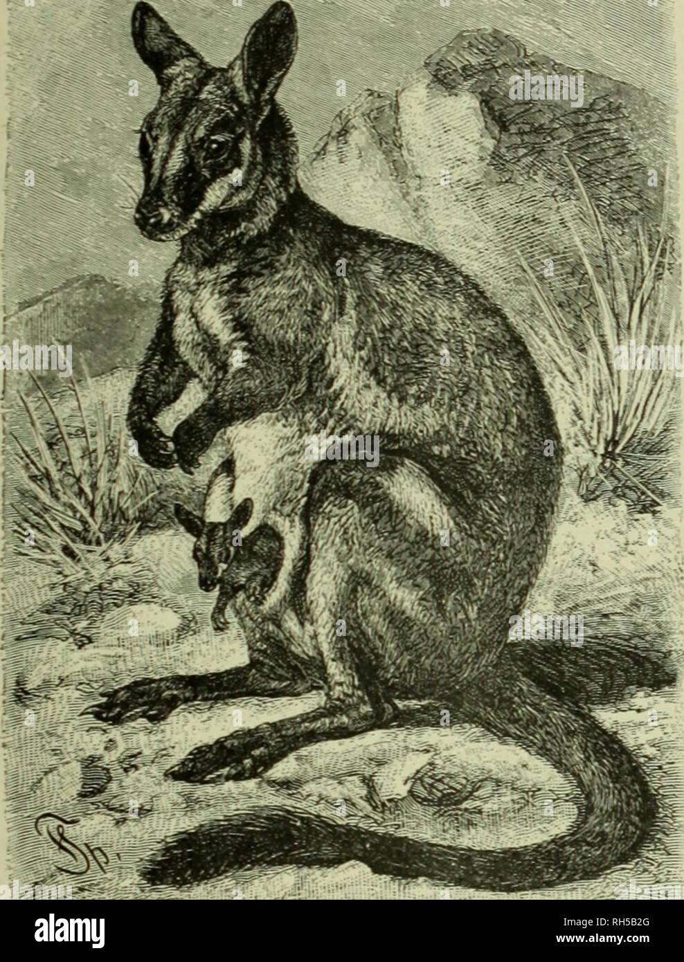 Brehm's Life of animals : a complete natural history for popular home instruction and for the use of schools. Mammalia. Mammals; Animal behavior. LEAPIXG POLTHED ANIMALS—KANGAROOS. 581 Hounds that can do Brehm's Life of animals : a complete natural history for popular home instruction and for the use of schools. Mammalia. Mammals; Animal behavior. LEAPIXG POLTHED ANIMALS—KANGAROOS. 581 Hounds that can do