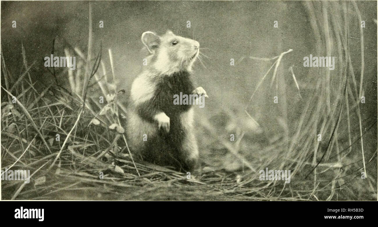. Brehms Tierleben. Allgemeine kunde des Tierreichs. Zoology; Animal behavior. ::. Xaninchcninous, Reithrodon ciiniciiloides U7/rA. ',-• nat. Or., s. S. .Ilfi. - P. Kolhe-Rcrlin phot.. 3. Hamitcr, Cricetus cricetus L. (3 nat. Gr., s. S. 318. — K. Soffel-Schloß Paschbach, Eppan (Siidtirol), phot.. Please note that these images are extracted from scanned page images that may have been digitally enhanced for readability - coloration and appearance of these illustrations may not perfectly resemble the original work.. Brehm, Alfred Edmund, 1829-1884; Zur Strassen, Otto L. , 1869-; Heck, Ludwig, 186 Stock Photo