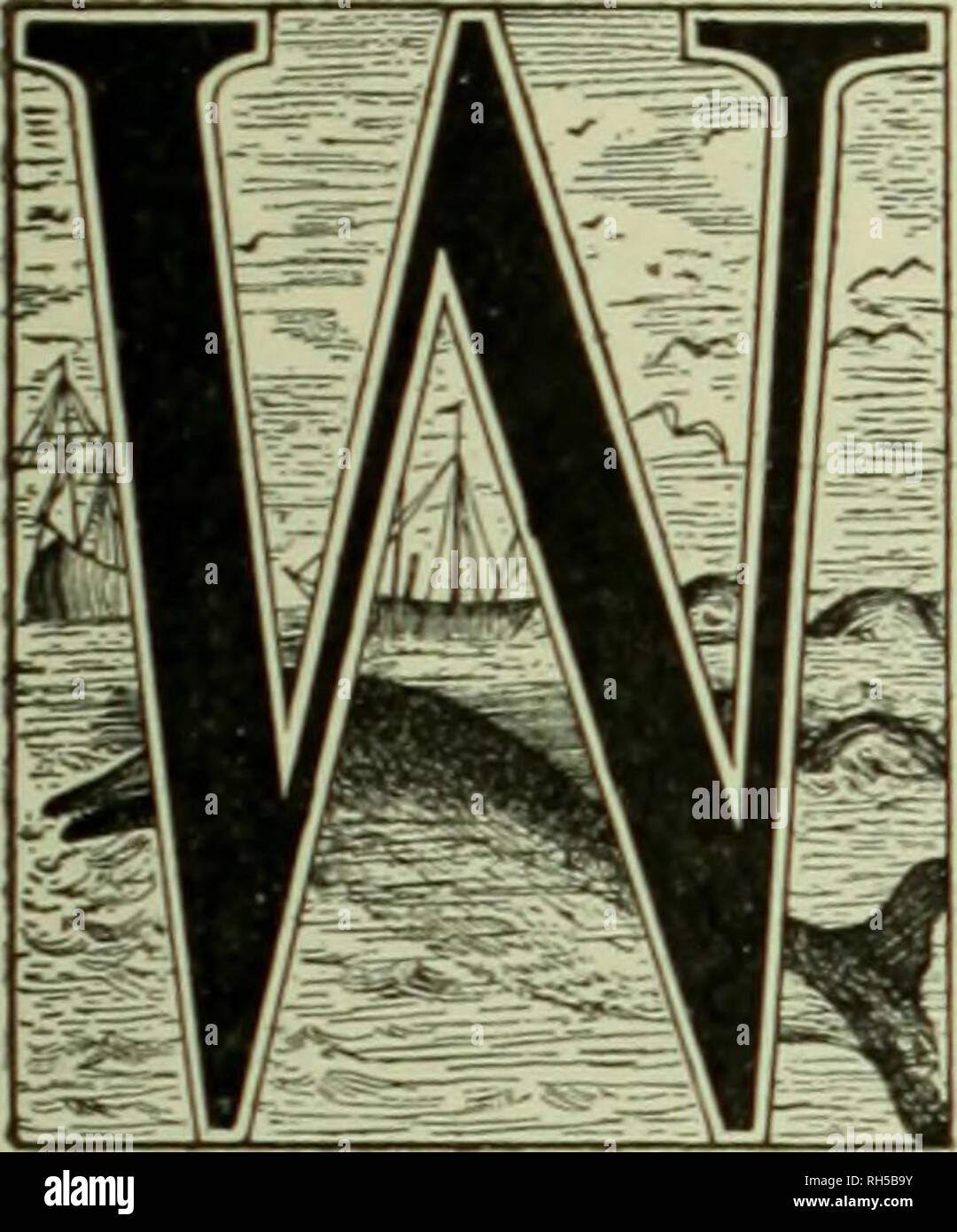 . Brehm's Life of animals : a complete natural history for popular home instruction and for the use of schools. Mammalia. Mammals; Animal behavior. XLhc TObales. THIRTEENTH ORDER: Cetacea.. HALES are among the mammals what the fish are among the vertebrates: creatures belonging exclu- sively to the water and an- atomically constructed in accordance with the neces- sities of such a mode of life. Their size is an indi- cation of this: for the water alone admits of the easy progress of such giants, and only the infinite abun- dance of the sea affords them the required nourishment. The Whales exhi Stock Photo