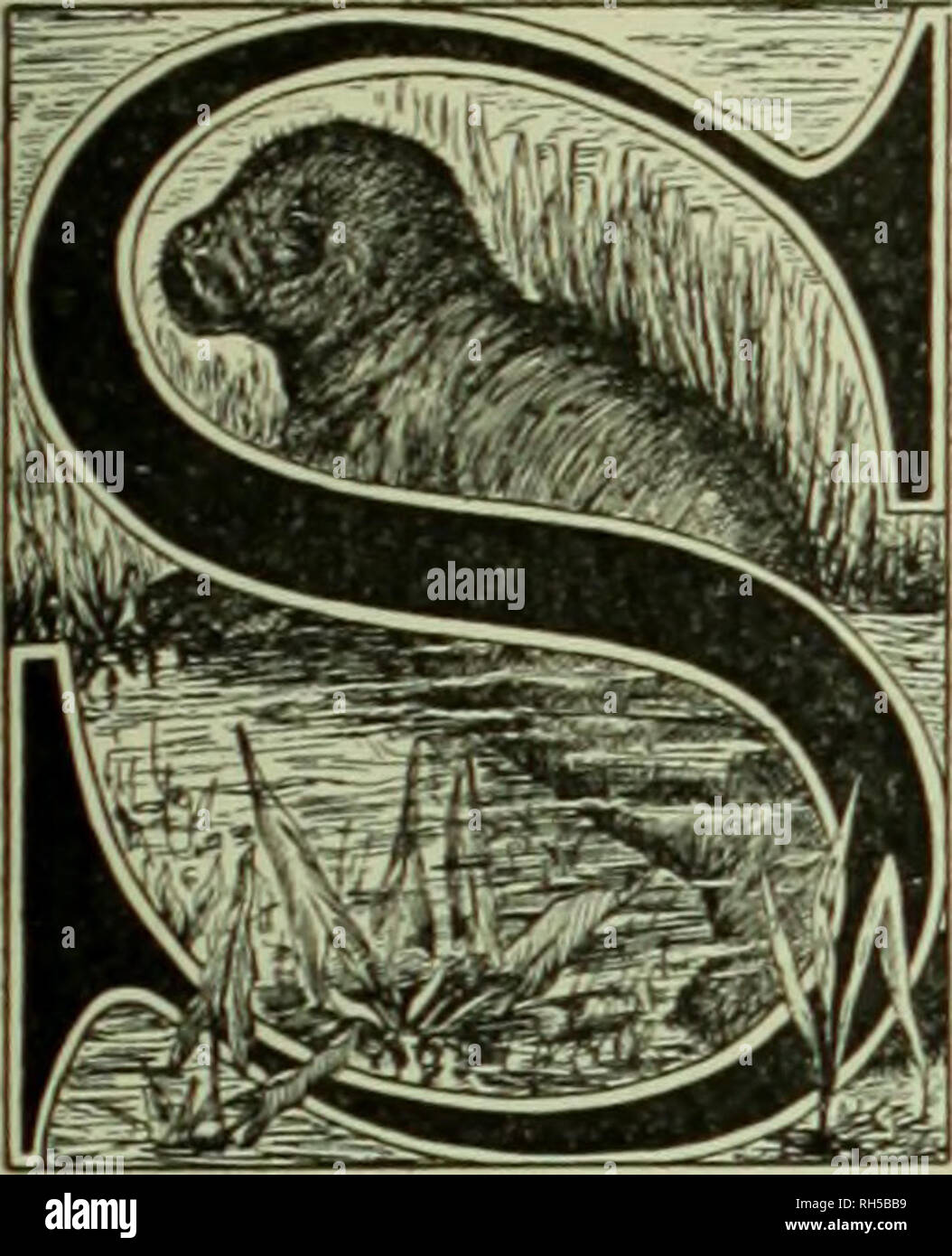 Brehm's Life of animals : a complete natural history for popular home  instruction and for the use of schools. Mammalia. Mammals; Animal behavior.  Zhc Sea Cows. TWELFTH ORDER: Sirenia.. TUDEXTS reading