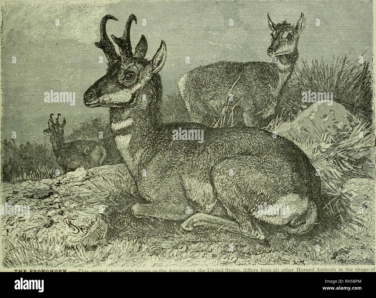 Brehm S Life Of Animals A Complete Natural History For Popular