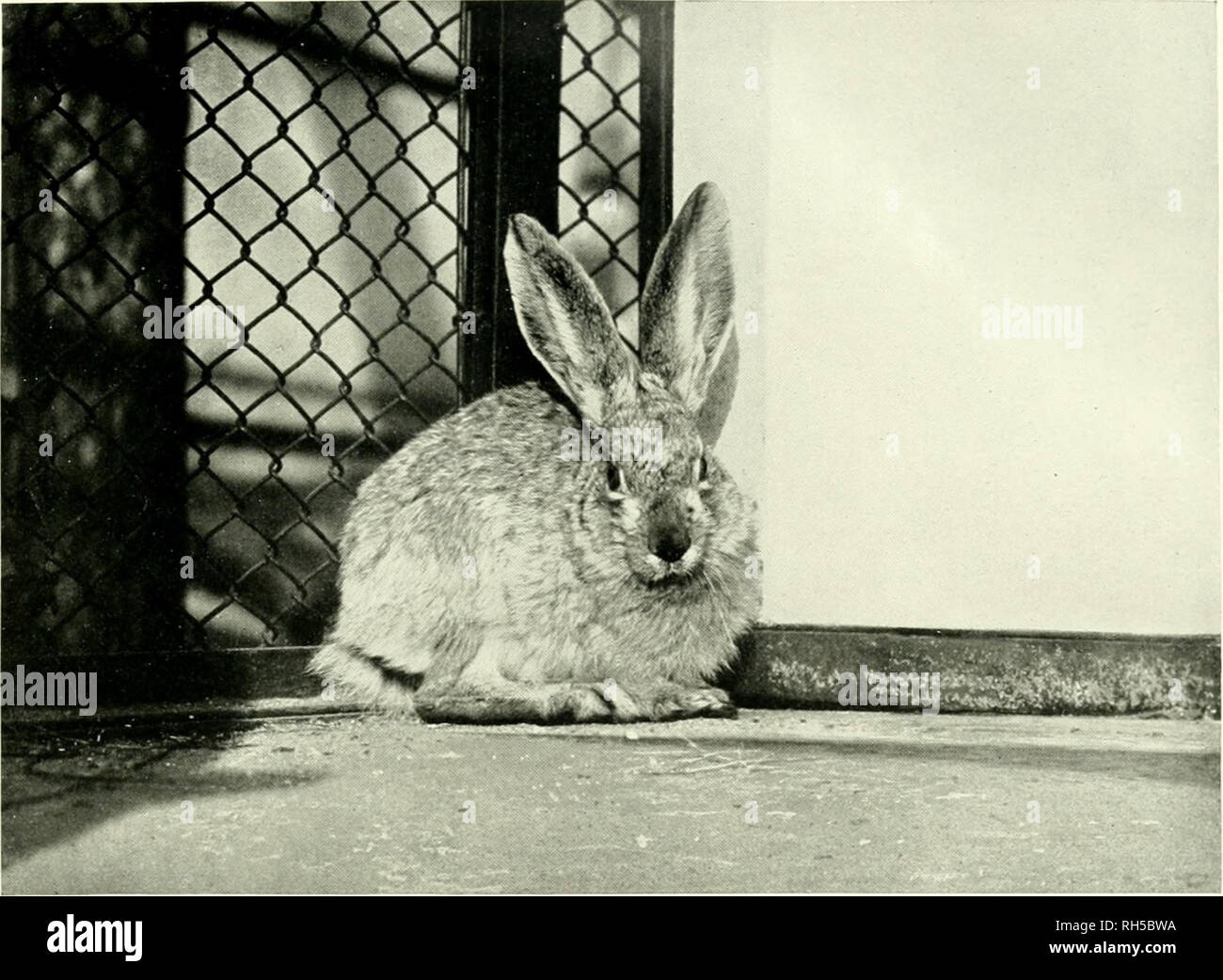 . Brehms Tierleben. Allgemeine kunde des Tierreichs. Zoology; Animal behavior. riagetiere III.. 1. Tolai-Hafe, Lepus tolai Pall. '/r, nat. Gr., s. S. 122. - Dr. O. Heinroth-Borliii phot.. Please note that these images are extracted from scanned page images that may have been digitally enhanced for readability - coloration and appearance of these illustrations may not perfectly resemble the original work.. Brehm, Alfred Edmund, 1829-1884; Zur Strassen, Otto L. , 1869-; Heck, Ludwig, 1860-; Hempelmann, Friedrich, 1878-; Heymons, Richard, 1867-; Werner, Franz, b. 1867; Marshall, William, 1845-; B Stock Photo