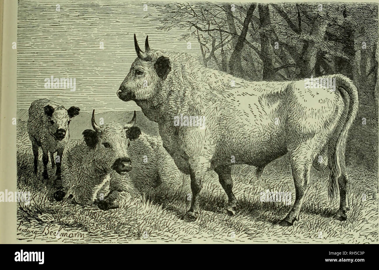 Brehm's Life of animals : a complete natural history for popular home  instruction and for the use of schools. Mammalia. Mammals; Animal behavior.  THE HORNED ANIMALS-DOMESTIC OXEN. 481 The Park Ox,