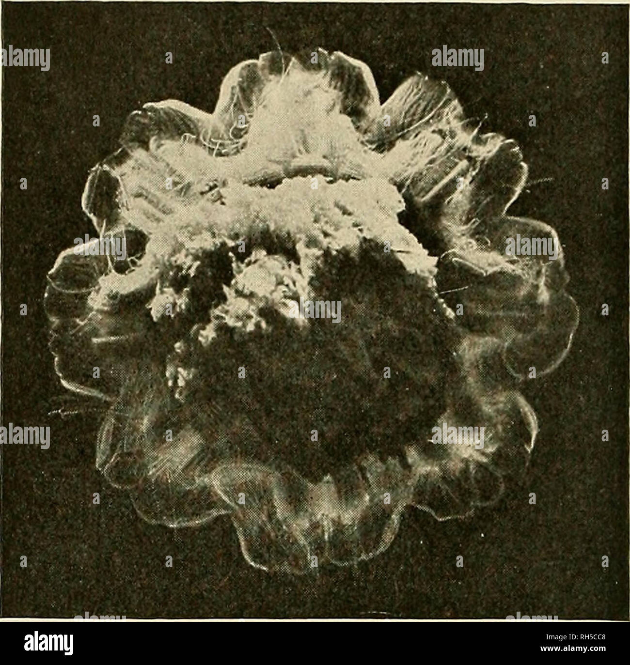 . Brehms Tierleben. Allgemeine kunde des Tierreichs. Zoology; Animal behavior. 1. Ohrenqualle, Aurelia aurita L. S. 125 C. O. Bartels-Kiel phot. 2. Gelbe Haarqualle, Cyanea capillata L., uon unten gc- lehcn. S. 125. Hofphotograph Schensky-Helgoland phot.*. Please note that these images are extracted from scanned page images that may have been digitally enhanced for readability - coloration and appearance of these illustrations may not perfectly resemble the original work.. Brehm, Alfred Edmund, 1829-1884; Zur Strassen, Otto L. , 1869-; Heck, Ludwig, 1860-; Hempelmann, Friedrich, 1878-; Heymons Stock Photo