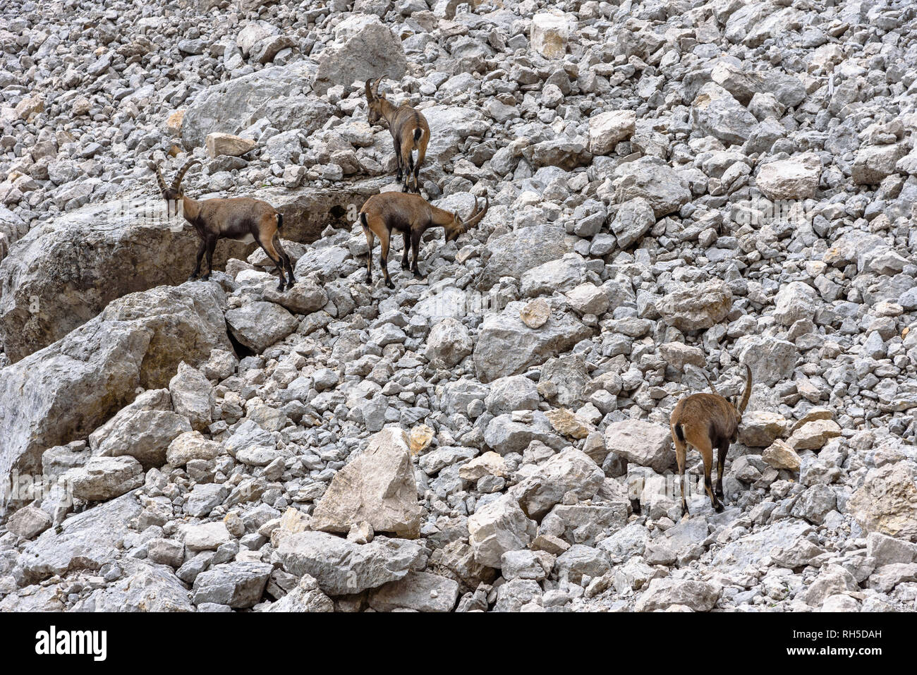 Four alpine ibex on a scree slope in the Dolomites Stock Photo