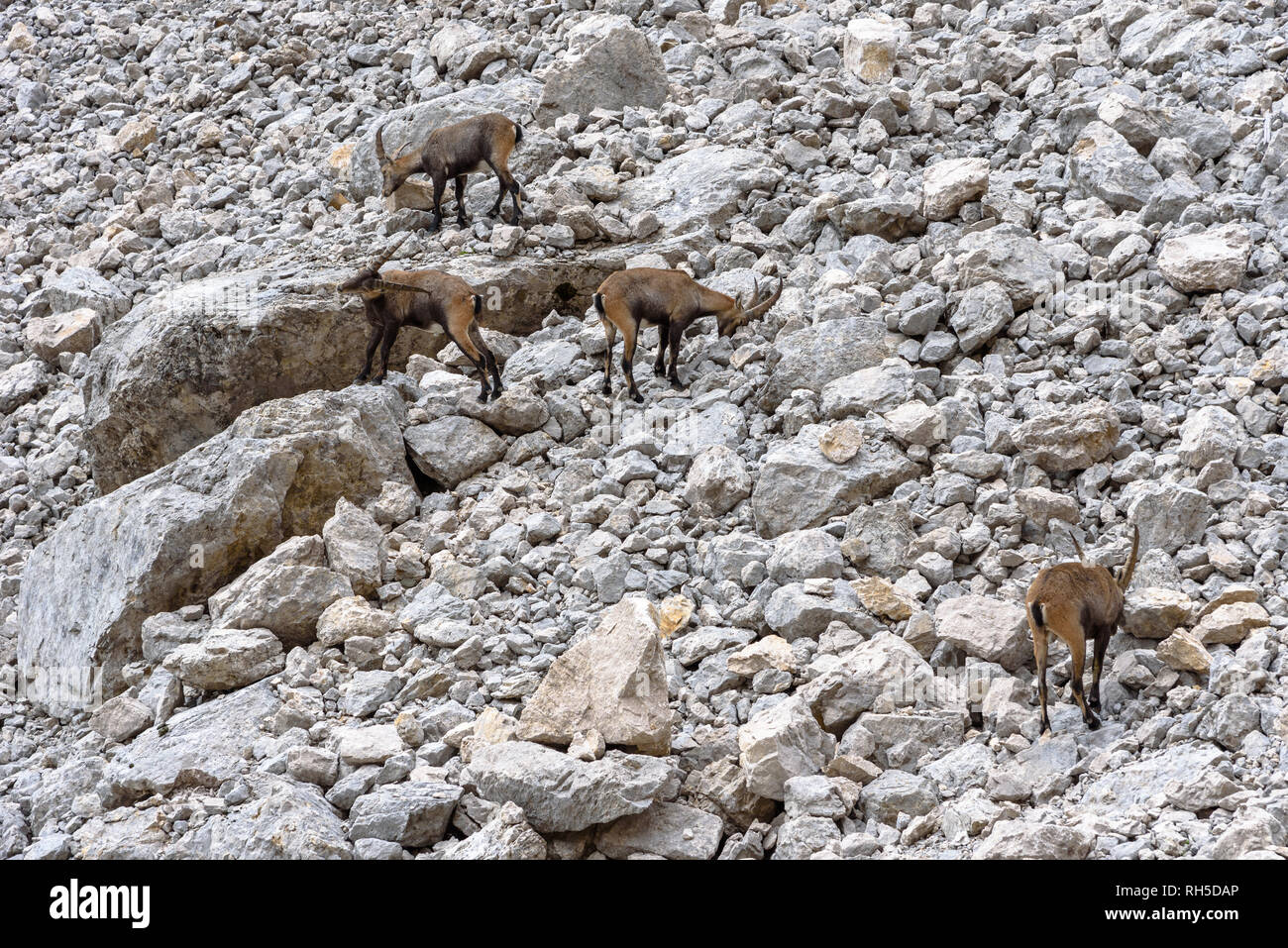 Four alpine ibex on a scree slope in the Dolomites Stock Photo