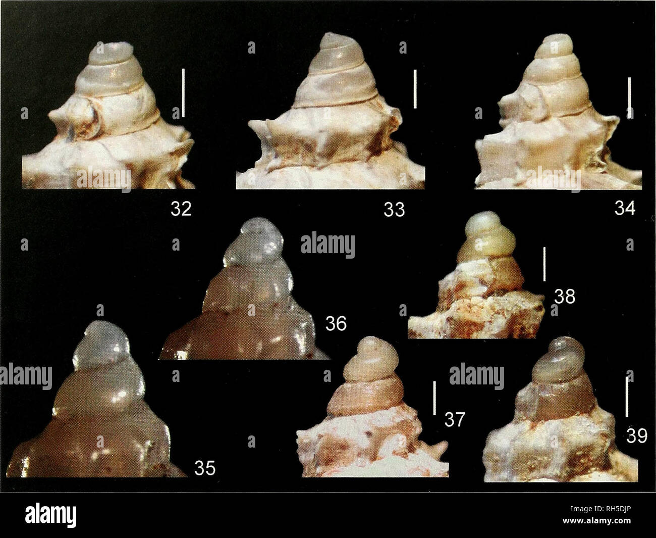 . Breviora. Zoology; Paleontology. 10 BREVIORA No. 521. Figures 32-39. Protoconchs and early teleoconch whorls; (32-34) Murex indicus new species, India, 40 miles W of Arrah, 17°54'N, 72°27'E, 46-55 m, MCZ 361889; Figures 32 and 33 figured by Ponder and Vokes (1988). (35-39) Murex carbonnieri (Jousseaume, 1881); (35) paralectotype MNHN, Aden, Red Sea (photo A. Robin); (36) lectotype MNHN, Aden, Red Sea (photo A. Robin); (37, 38) Singapore (Figs. 29-30); (39) Sri Lanka, coll. RH. Scale bars, 0.5 mm. Description. Shell medium-sized for the genus, up to 92.3 mm in height at maturity (coll. RH, &q Stock Photo