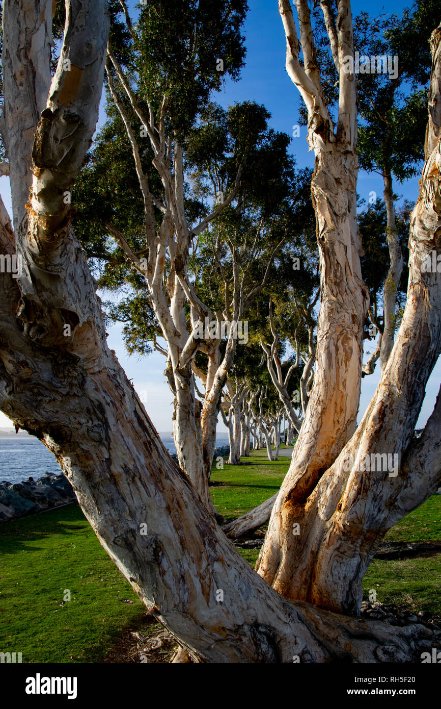 Eucalyptus Trees Line High Resolution Stock Photography And Images Alamy