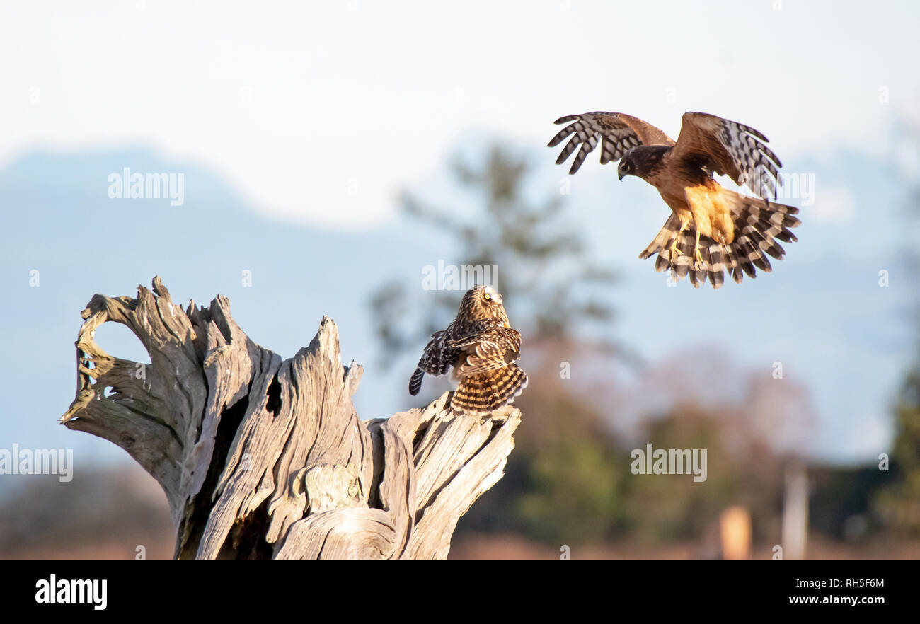 Northern Harrier harasses a Short-eared Owl Stock Photo