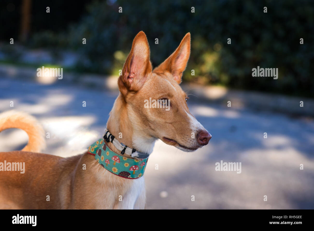 podenco dog posing for the photo Stock Photo Alamy