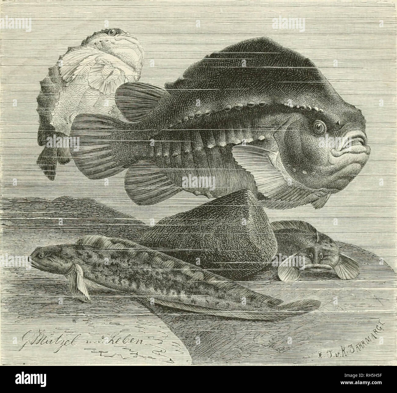 Gobius pavoninus hires stock photography and images Alamy