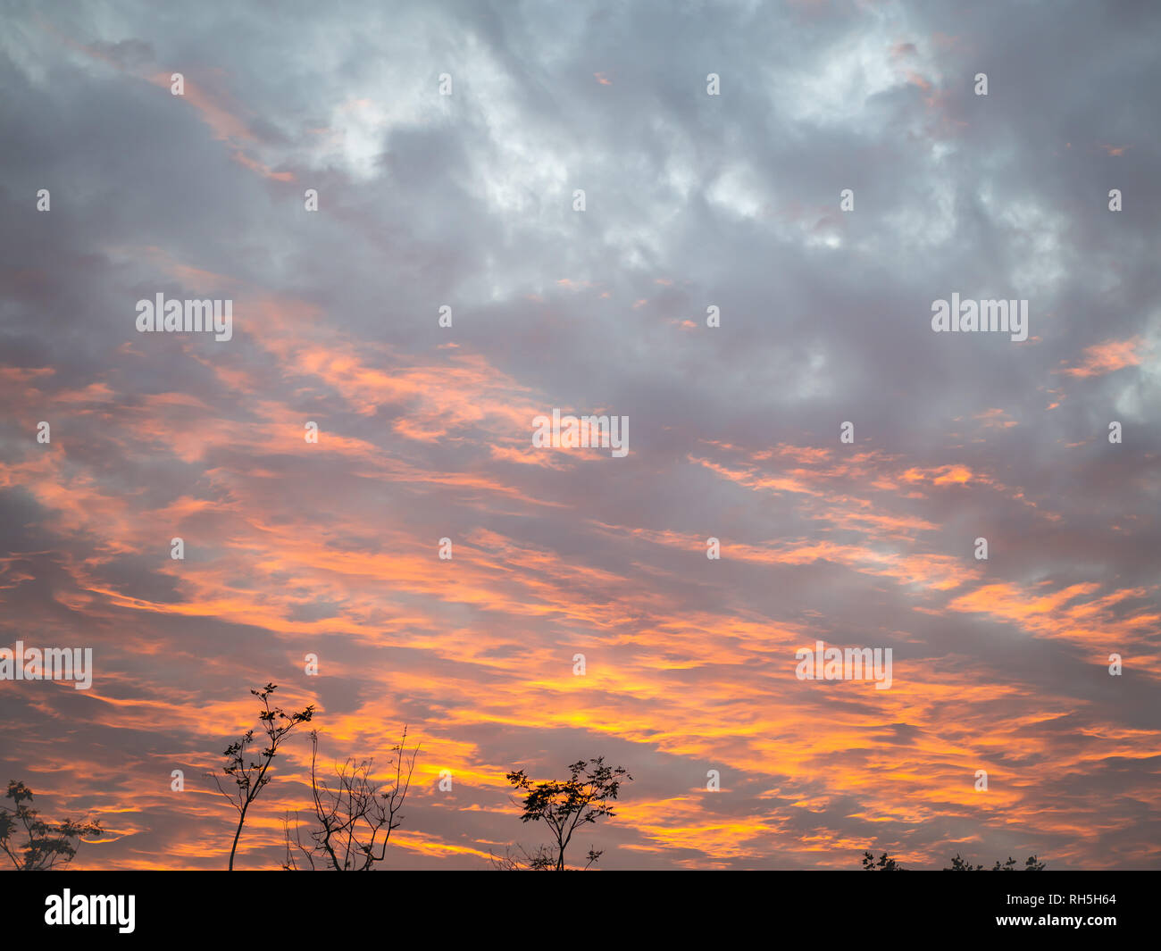 Beautiful golden sunset sky with cloud with silhouette tree Stock Photo ...