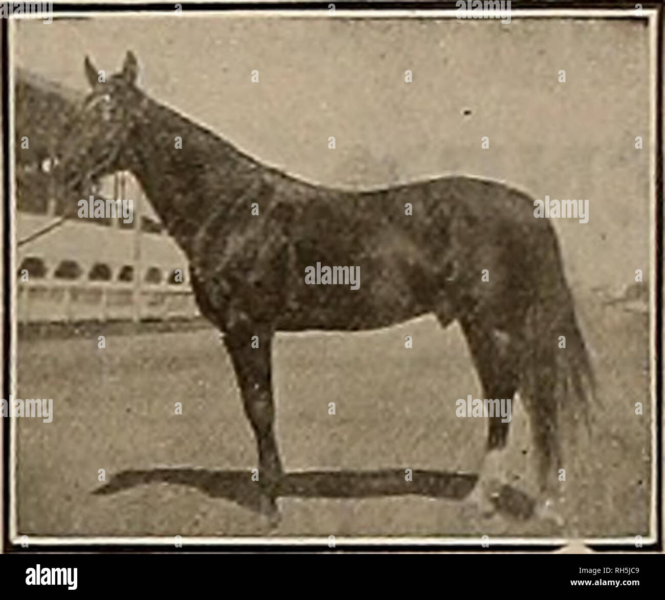 . Breeder and sportsman. Horses. In 1912 Every Two-Year-Old Trot from Vancouver to Los Angeles was won by a PRINCE ANSEL 29220 California License Pure Bred No. 1053. Two-year-old race record 2:20% gi f LOTTIE ANSEL (2) 2:14^â Champion two-year-old trotting filly of 1912. 0f6 -j PRINCE LOT 2:0754âFastest trotting gelding in the West in 1912. ARISTA ANSEL 2i 2:1834â Winner of the Canfield-CIark Stake in 1912. HIS SIRE DEXTER PRINCE 11,363, Sire of Bernice R 2:0&quot;J4 Lisonjero 2:08% Eleata 2:08J4 James L 2:09% Edith 2:10 and 60 others. HIS DAM WOODFLOWER. by Ansel 2:20 Dam of- Seylex 2:15% Pri Stock Photo