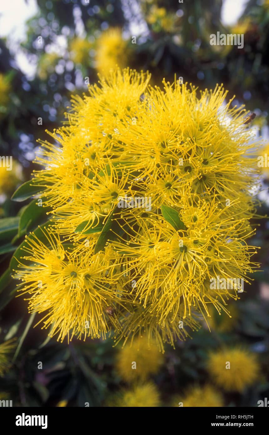 Xanthostemon chrysanthus, commonly named Golden Penda, is a species of tree in of the Myrtaceae family, endemic to North eastern Queensland, Australia Stock Photo