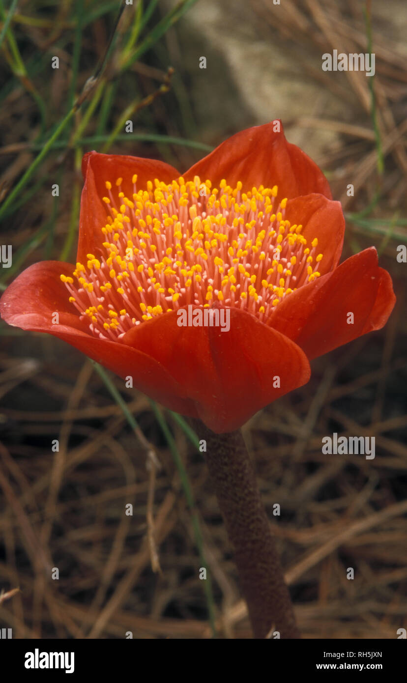 Haemanthus coccineus, the blood flower, blood lily or paintbrush lily, is a species of flowering plant in the amaryllis family Stock Photo