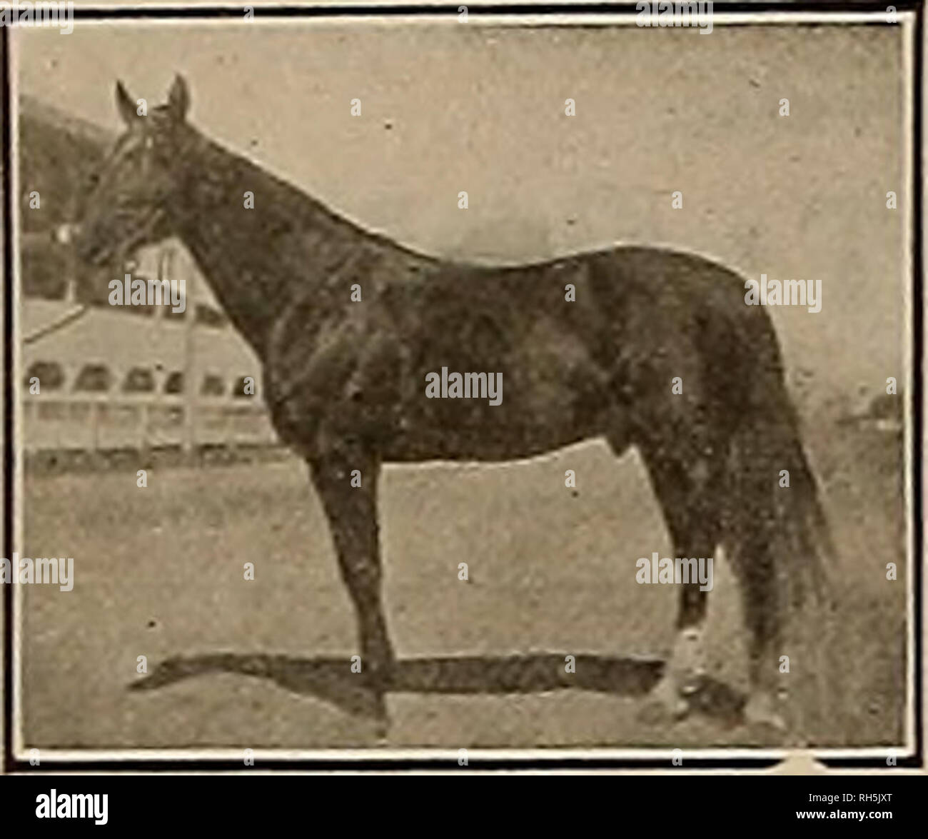 . Breeder and sportsman. Horses. Saturday, March 8, 1913.] THE BREEDER AND SPORTSMAN In 1912 Every Two-Year-Old Trot from Vancouver to Los Angeles was won by a PRINCE ANSEL 29220 California License Pure Bred No. 1053. Two-year-old race record 2:2034 [LOTTIE ANSEL (2) 2:14X4Champion two-year-old trotting filly of 1912. o? I Pa,NCE LOT 2:07%—Fastest trotting gelding in the Went in 1912. [ARISTA ANSEL 2 2:tBH— Winner of the Canfield-Clarfc Stake in 1912. HIS SIRE DEXTER PRINCE 11,363, Sire of Bernice R 2:07^ Lisonjero 2:0SJ4 Eleata 2:08^ James L 2:0934 Edith 2:10 and fiO others. HIS DAM WOODFLOW Stock Photo
