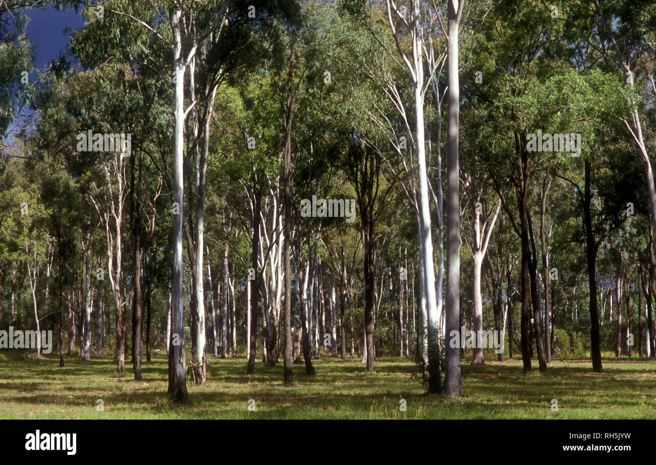 EUCALYPTUS TREES, BUSHLAND AREA, WONDAI, QUEENSLAND, AUSTRALIA Stock Photo