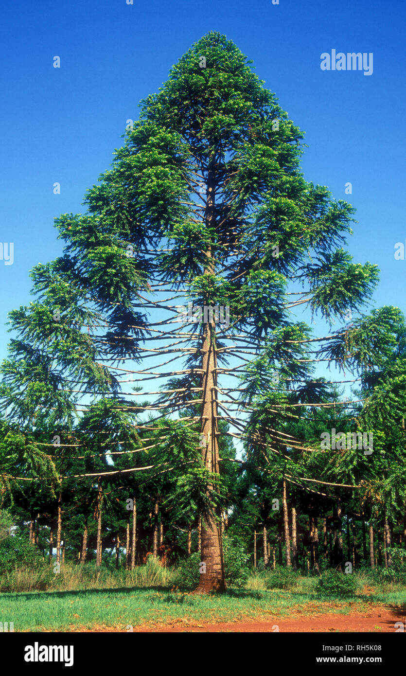 BUNYA PINE TREE (ARAUCARIA BIDWILLII) SOUTH EAST QUEENSLAND, AUSTRALIA. Stock Photo