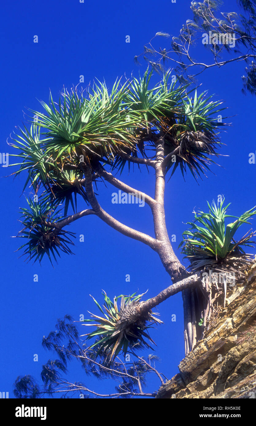 Australian pine trees hires stock photography and images Alamy