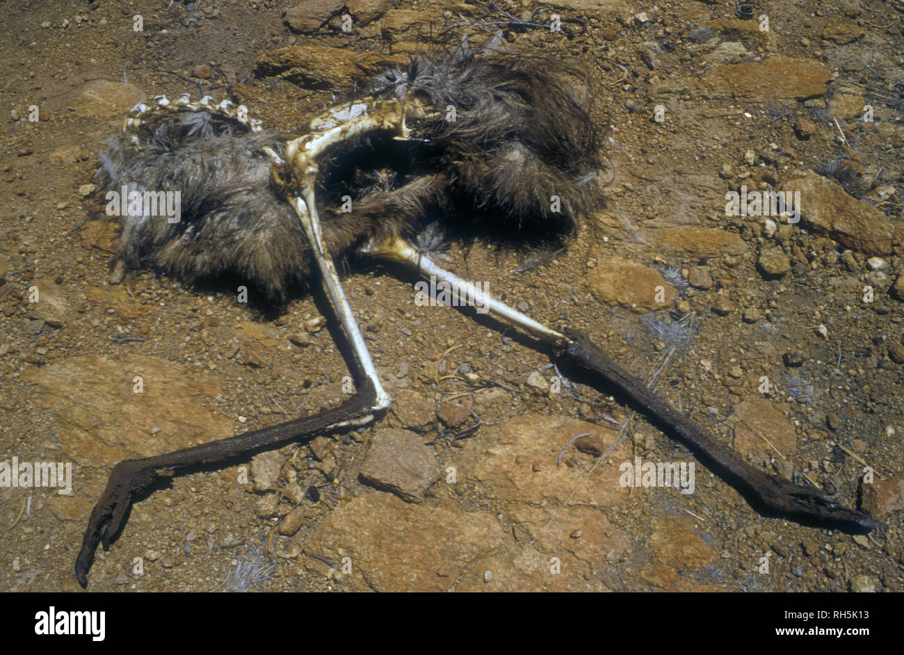 REMAINS OF A DEAD EMU (DROMAIUS NOVAEHOLLANDIAE) OWING TO SEVERE DROUGHT CONDITIONS, GOLDFIELDS AREA OF WESTERN AUSTRALIA. Stock Photo