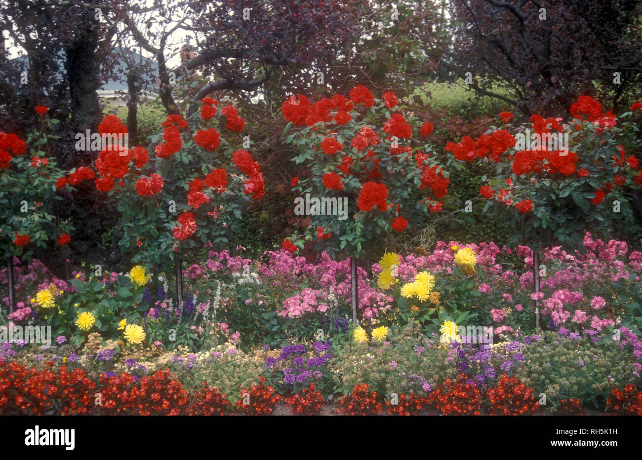 Standard rose bushes hires stock photography and images Alamy