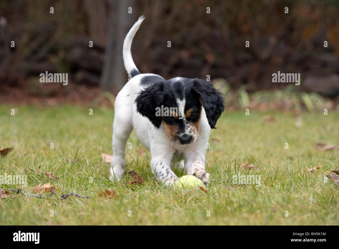 Eight-week-old English setter puppy playing with tennis ball Stock Photo