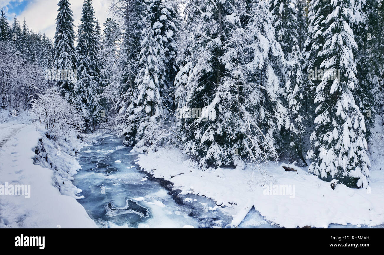 Beautiful winter landscape. Frozen river and green firs covered with ...