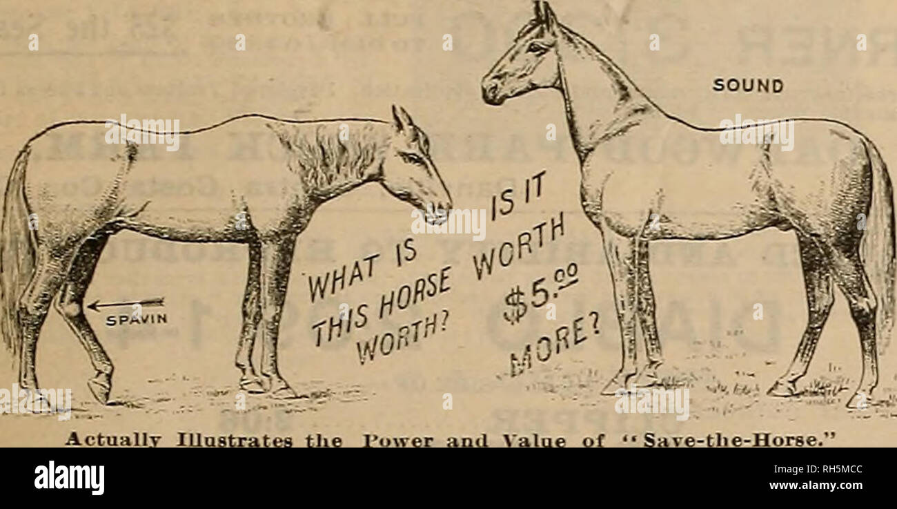 Breeder and sportsman. Horses. May 10 1902] (The iHccbcv mtb gtfun 