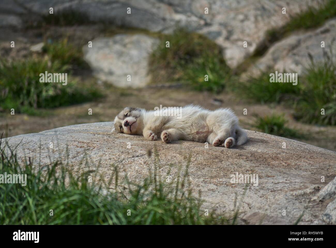 Ilulissat, Greenland - July, sled dog / husky in summer, cute little husky puppy sleeping on a rock Stock Photo