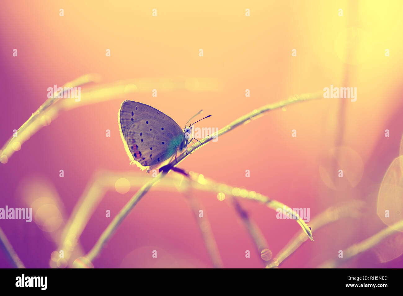 A beautiful butterfly waits basking in the sunshine Stock Photo