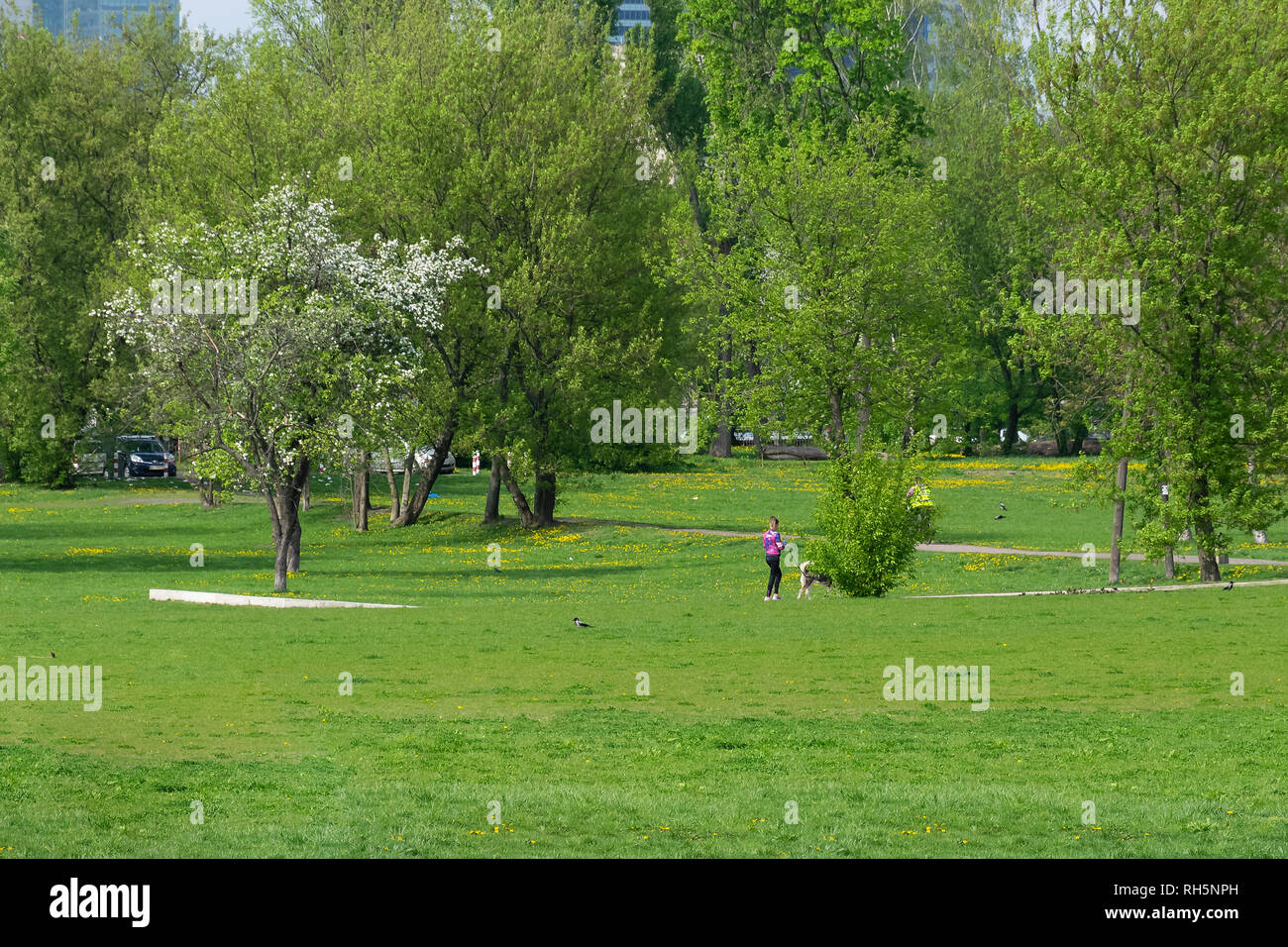 Spring awakens, young green leaves and first flowers Stock Photo - Alamy