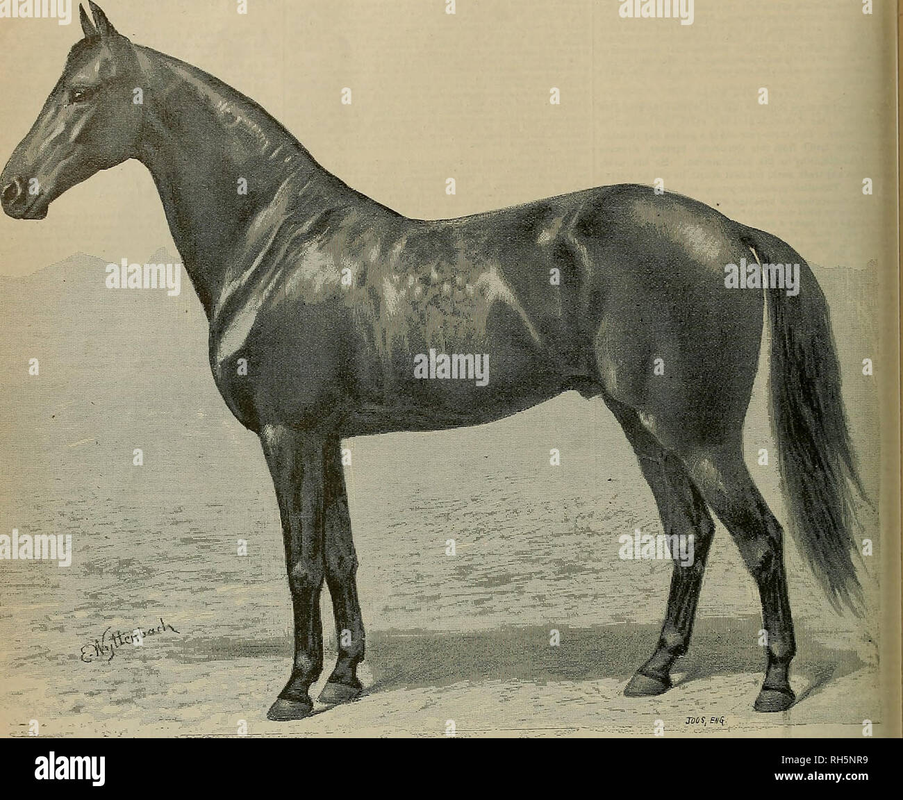 Breeder And Sportsman Horses 278 Iie Feeder And Jgportsmait