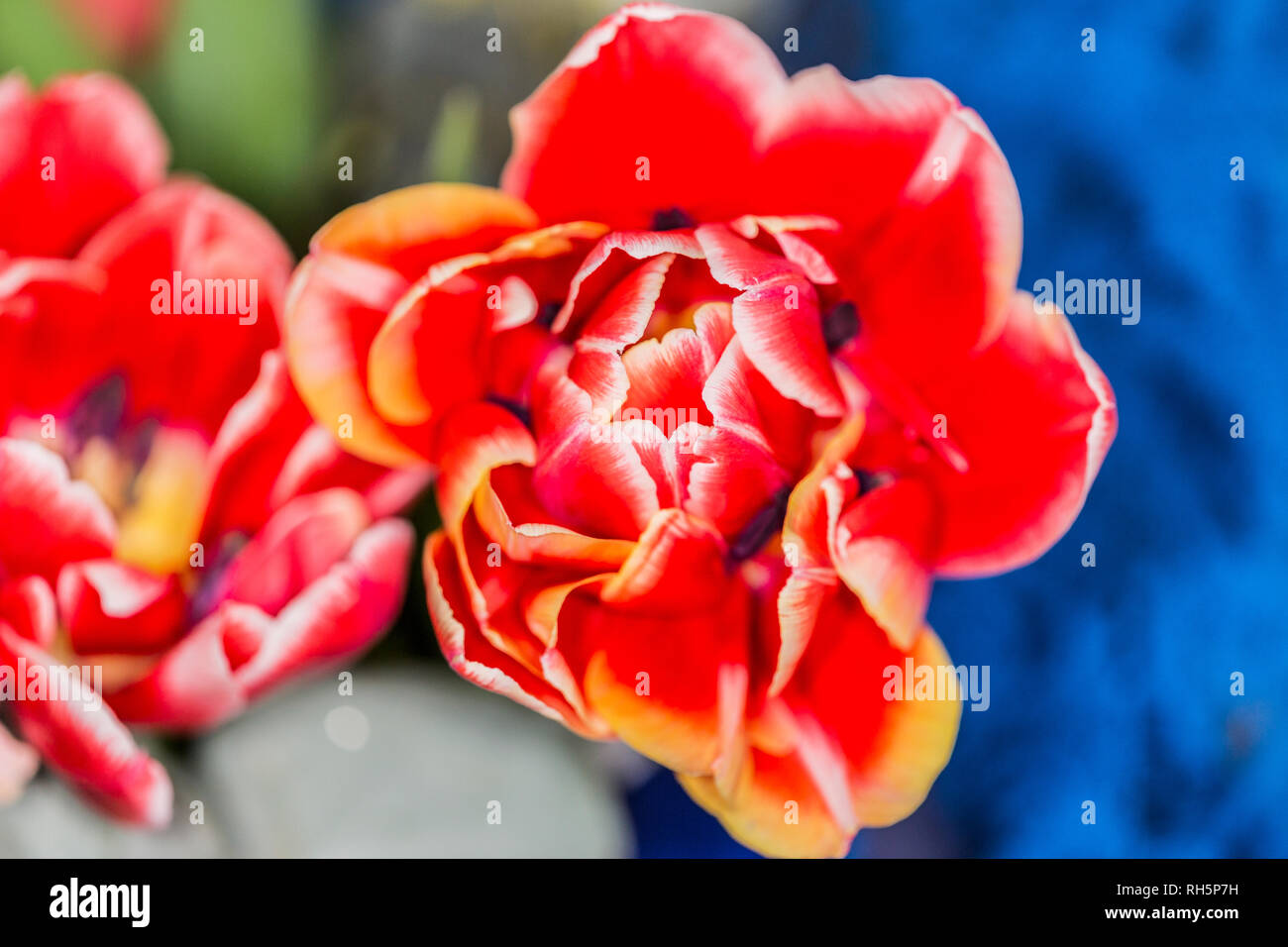 Close up of a flower with red petals and white border with yellow flash