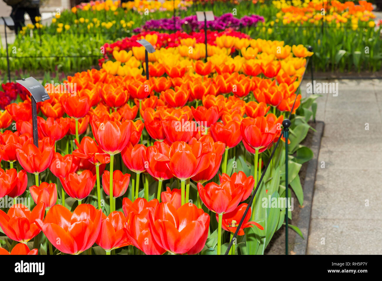 Beautiful image of red and yellow tulips with their green stems in a ...