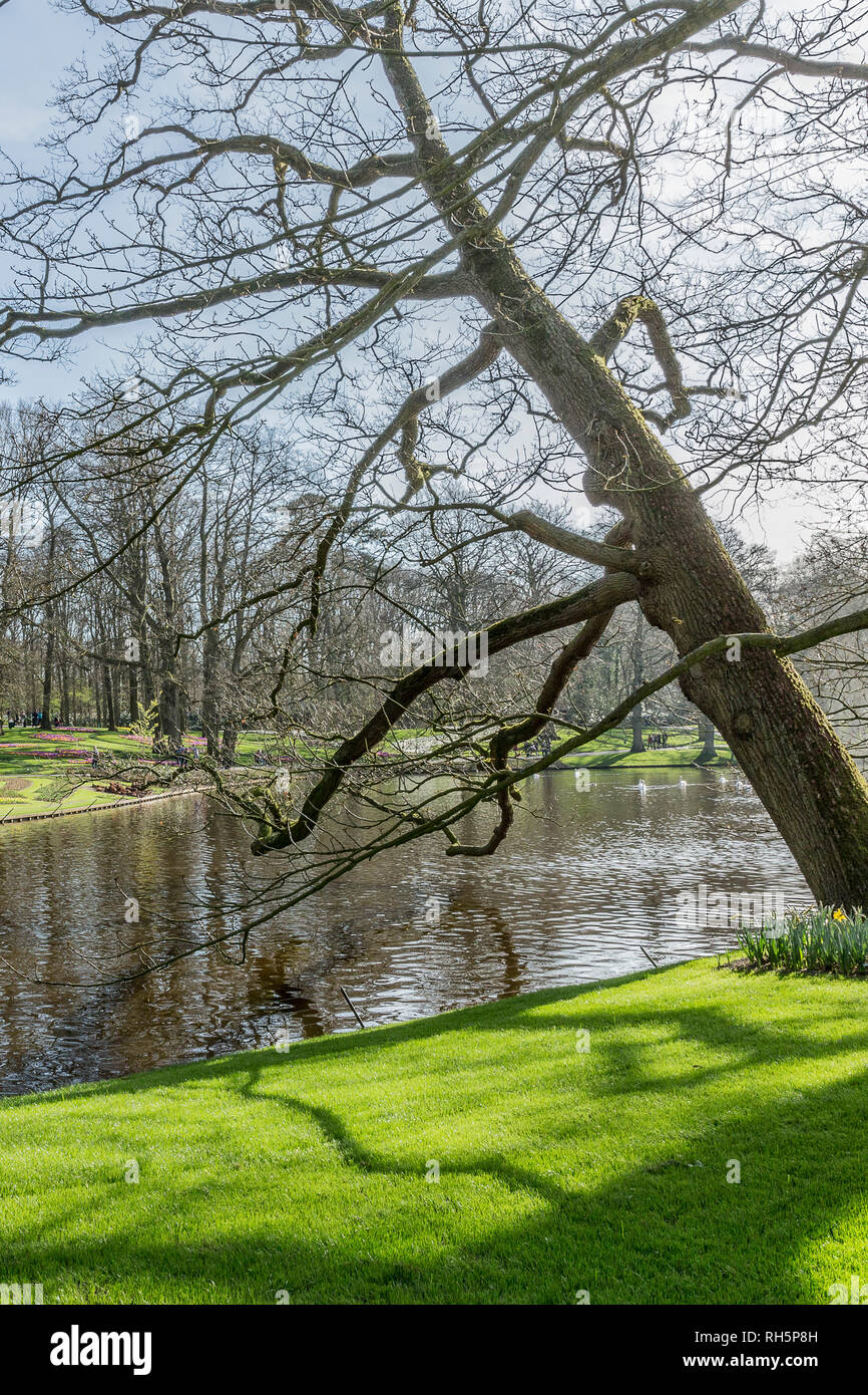 Leaning tree with its branches almost touching the water of a lake in a ark on a beautiful day with a blue sky in the Netherlands Holland Stock Photo